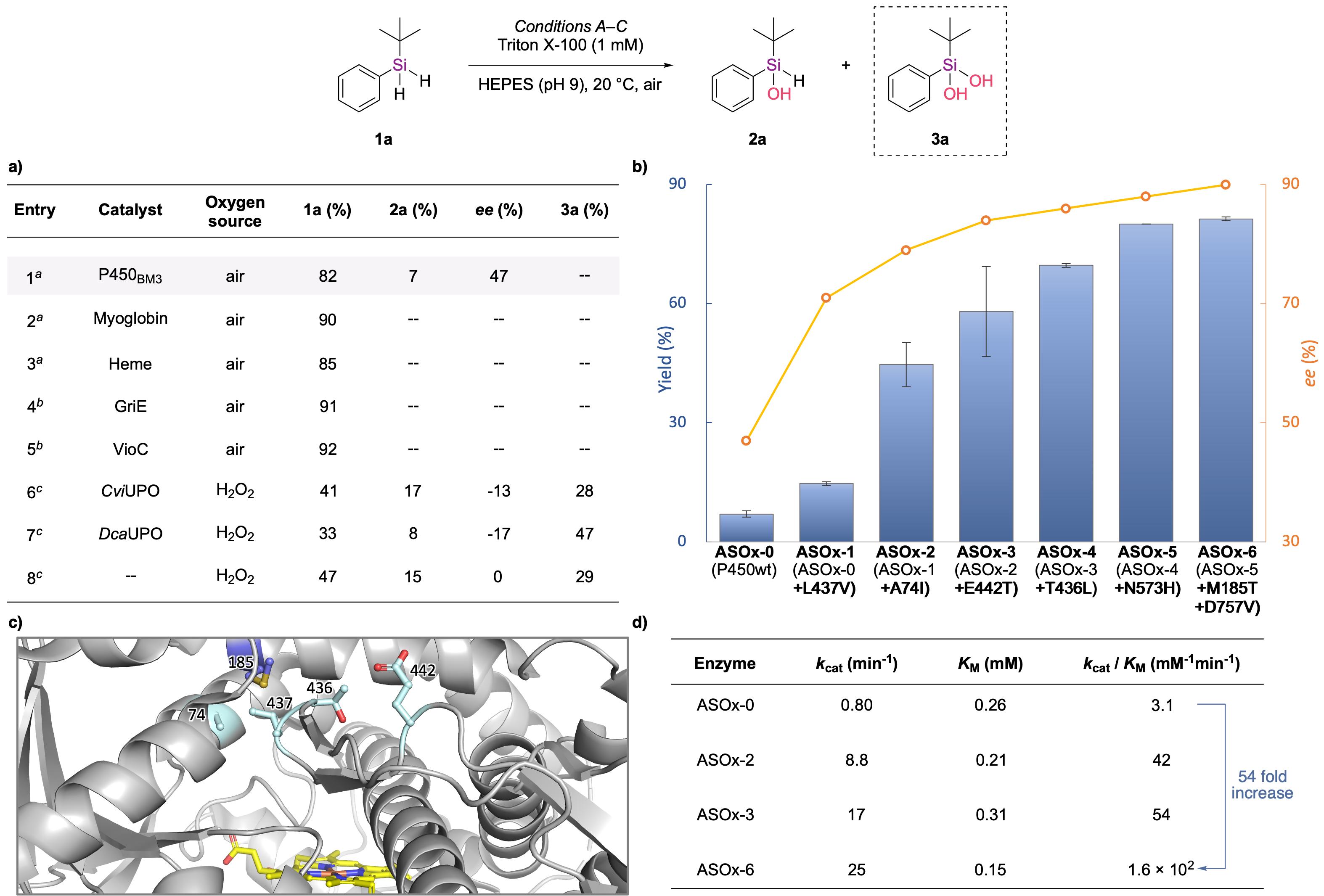 20250407-Angew. Chem. -劉臻-2. 關(guān)鍵酶的篩選與蛋白質(zhì)定向進(jìn)化.jpg