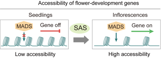 20250430-Nucleic Acids Research -何新建-2. SAS復(fù)合體在花發(fā)育過程中的作用模型.png