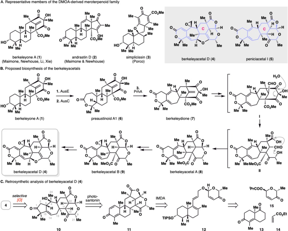 20250211-JACS-李超-圖1此前合成的代表性DMOA雜萜和berkeleyacetal D和peniciacetal I的分子結構,，berkeleyacetal D的生源合成及逆合成分析.png