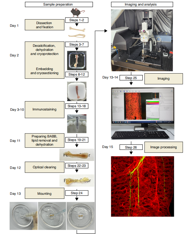 20250113-Bone Research-沈博-圖1. 骨組織透明化和三維成像技術(shù)流程圖.png