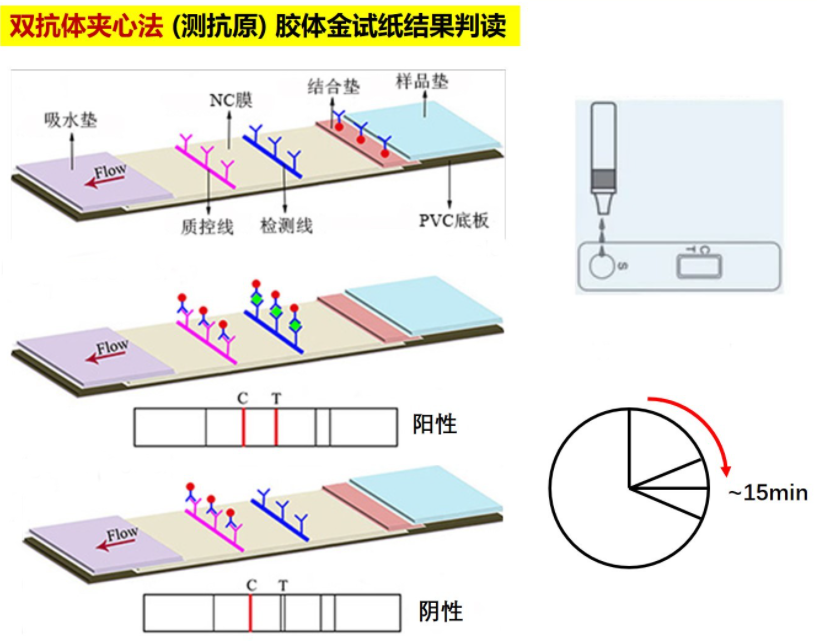 20221228-自來水為什么會被檢測出“陽性”信號？-網(wǎng)絡(luò)-檢測試劑盒原理.png